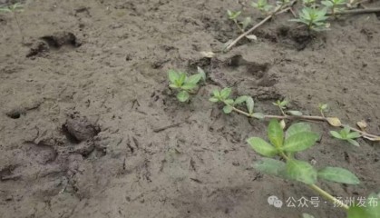 扬州出逃54天的卡皮巴拉“豆包”，现身了！抓捕专班人员：它想家了