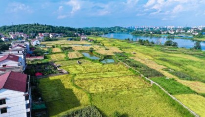 【理响中国·一线探新】产业振兴绘就“诗画田园”