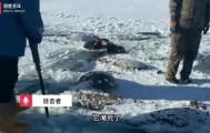 黑龙江一水库冰面下发现13匹冰冻马，主人：马扎堆喝水坠落淹死