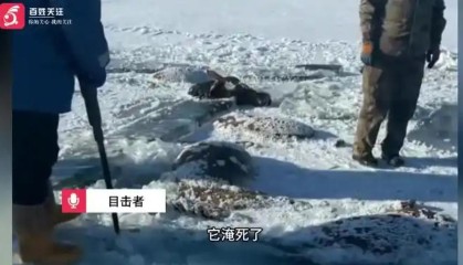 黑龙江一水库冰面下发现13匹冰冻马，主人：马扎堆喝水坠落淹死