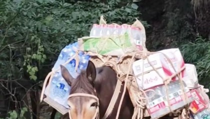 善心用错地方？峨眉山骡子“累到发抖”视频引发网友破防后，骡队被无人机代替失业，骡队村委讲述现状