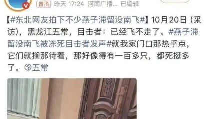 大量燕子滞留，不少冻死街头！它们为啥来不及往南飞？