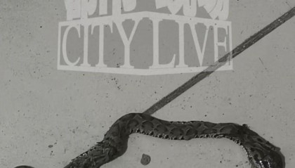 装修工人梦中突感凉意，感觉有动物爬过，打死后发现竟是一条蛇