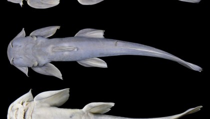 西藏发现鱼类新物种