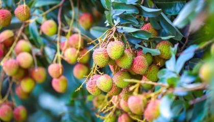 火“荔”全开！湛江遂溪仙品荔跑好广东荔枝营销第一棒