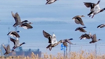 美丽新疆丨为资源型城市写下“绿水青山”新注解
