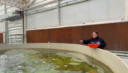 喀什·寻鲜记2丨“养”在云端的鱼